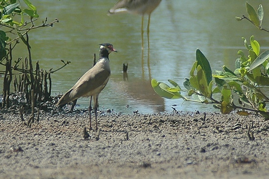 Black-Headed Plover.JPG